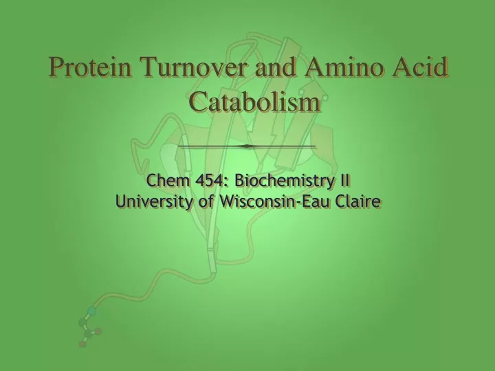 protein turnover and amino acid catabolism