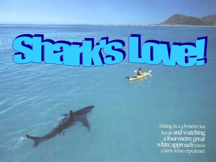 shark s love