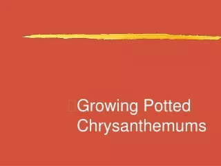 Growing Potted Chrysanthemums