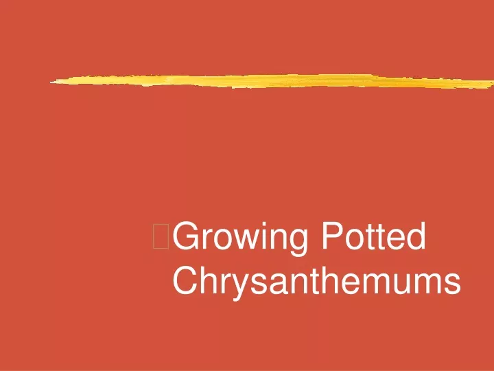 growing potted chrysanthemums