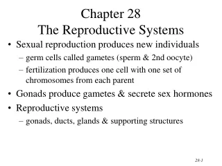 Chapter 28 The Reproductive Systems