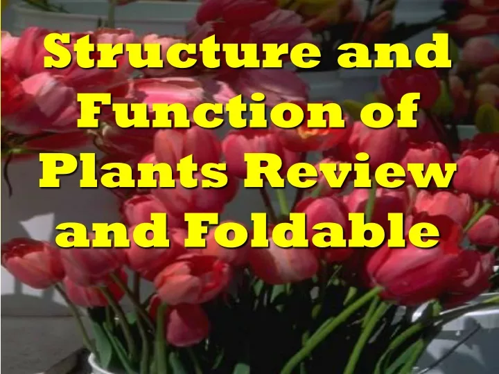 structure and function of plants review