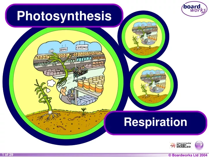 photosynthesis