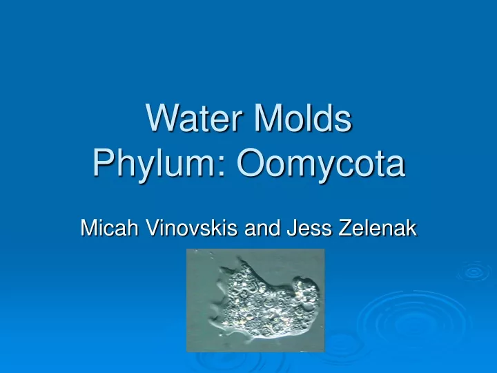 water molds phylum oomycota
