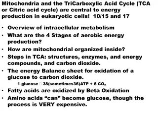 Overview of intracellular metabolism What are the 4 Stages of aerobic energy production?