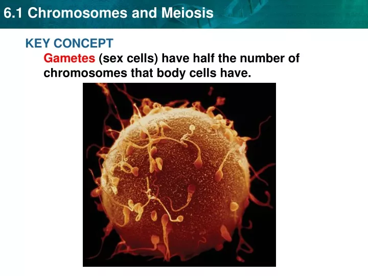 key concept gametes sex cells have half