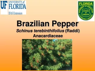 Brazilian Pepper