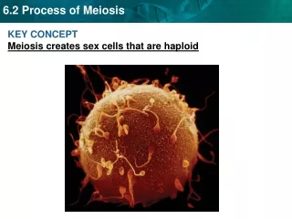 KEY CONCEPT  Meiosis creates sex cells that are haploid