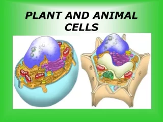 PLANT AND ANIMAL CELLS