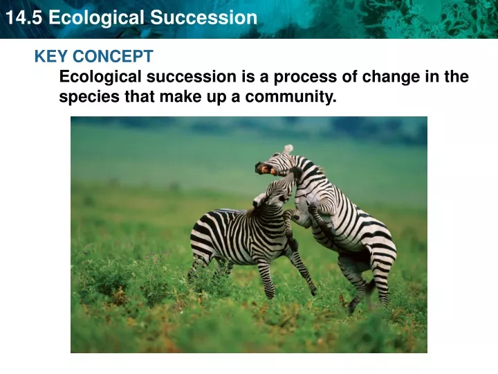 key concept ecological succession is a process