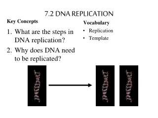 7.2 DNA REPLICATION