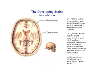 The Developing Brain: Cerebral Cortex