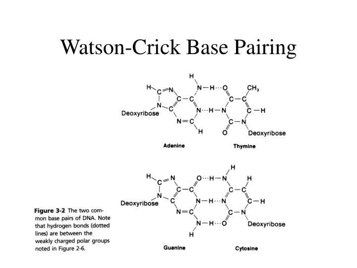 watson crick base pairing