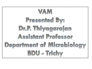 VAM Presented By: Dr.P .  Thiyagarajan Assistant Professor Department of Microbiology