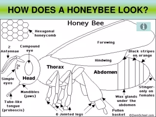 HOW DOES A HONEYBEE LOOK?