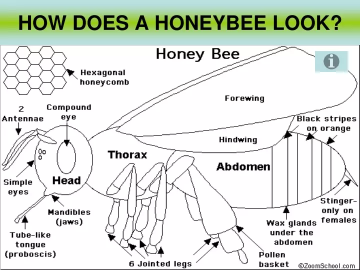 how does a honeybee look