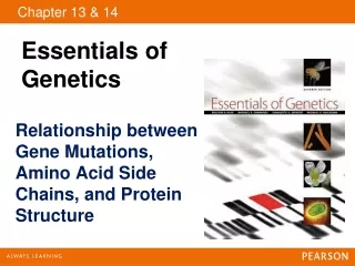 Relationship between Gene Mutations, Amino Acid Side Chains, and Protein Structure