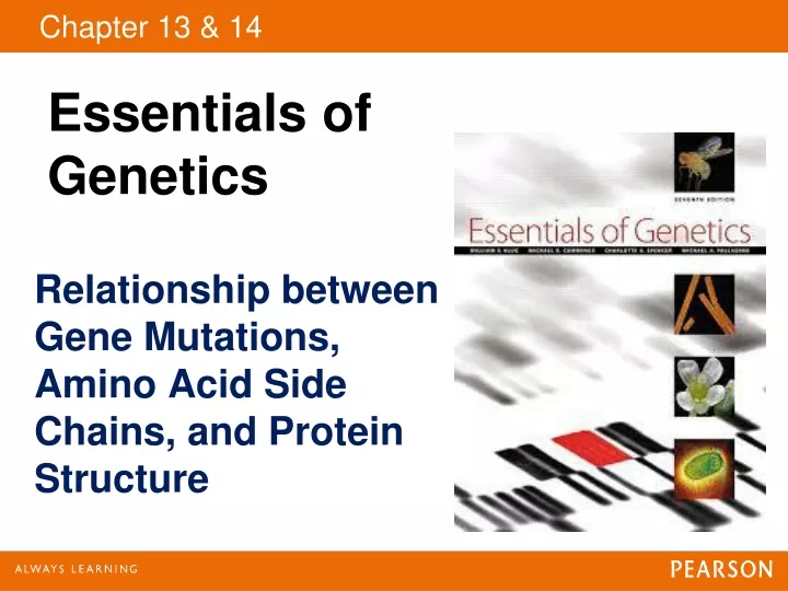 relationship between gene mutations amino acid side chains and protein structure