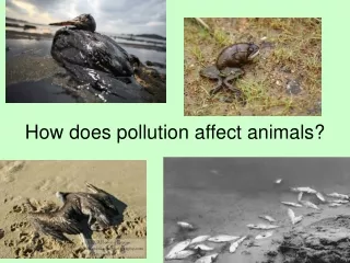 How does pollution affect animals?