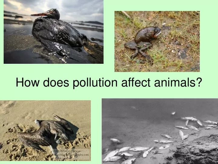 how does pollution affect animals