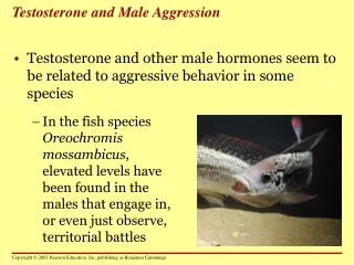 Testosterone and Male Aggression