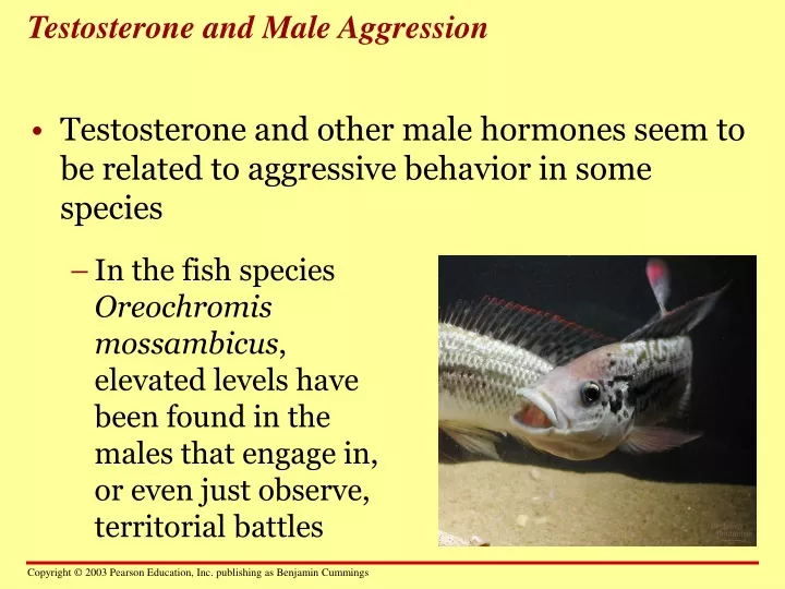 testosterone and male aggression