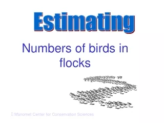 Numbers of birds in flocks