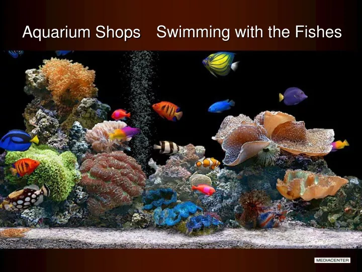 aquarium shops