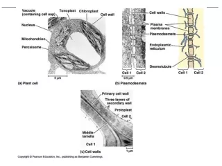 Figure 35.10  Review of General Plant Cell Structure