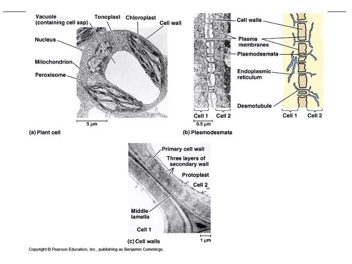 PPT - Figure 35.10 Review of General Plant Cell Structure PowerPoint ...