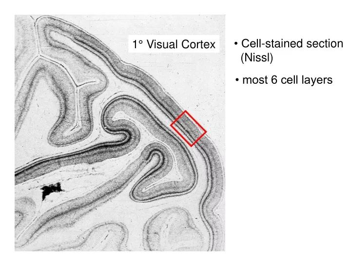 cell stained section nissl