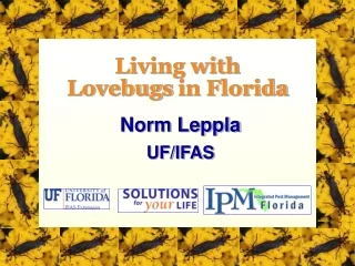 Living with  Lovebugs  in Florida
