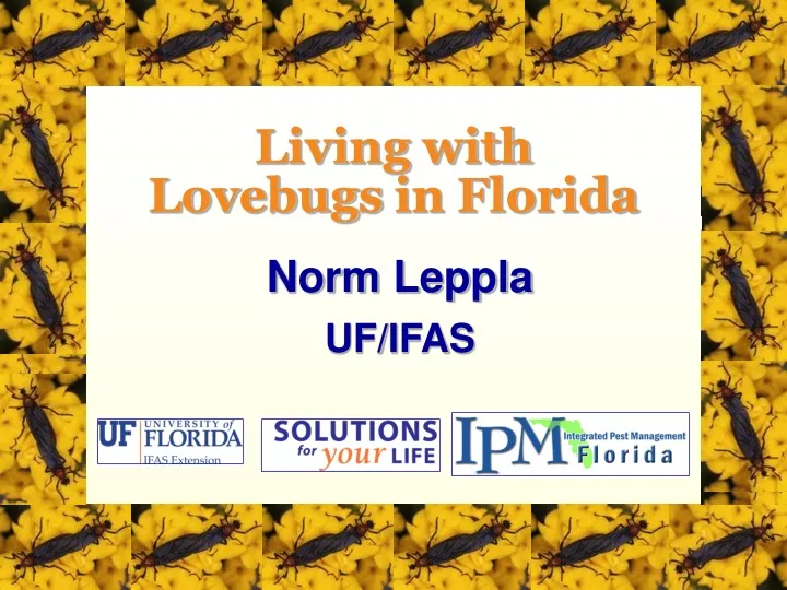 living with lovebugs in florida