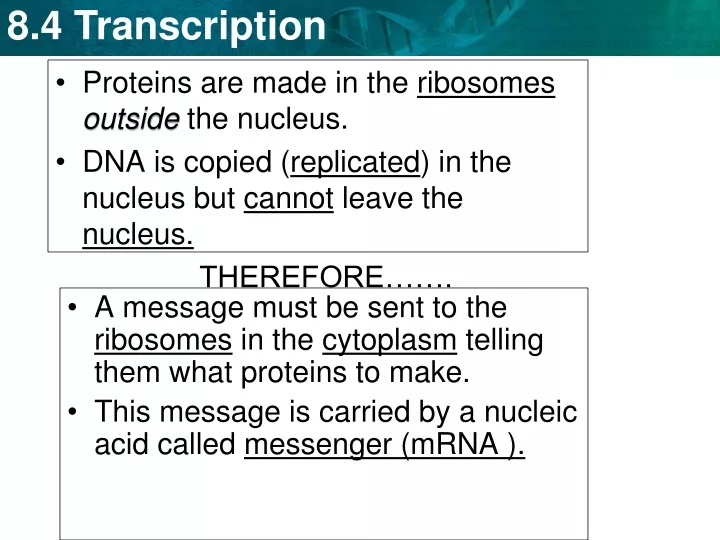 proteins are made in the ribosomes outside