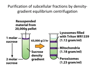 Purification of subcellular fractions by density-gradient equilibrium centrifugation