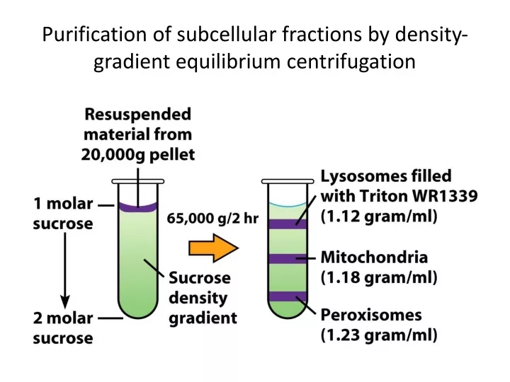 purification of subcellular fractions by density gradient equilibrium centrifugation