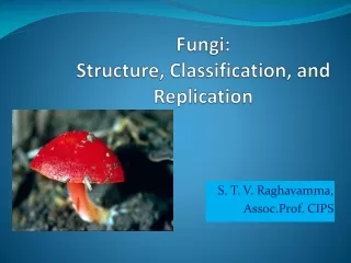 Fungi:   Structure, Classification, and Replication