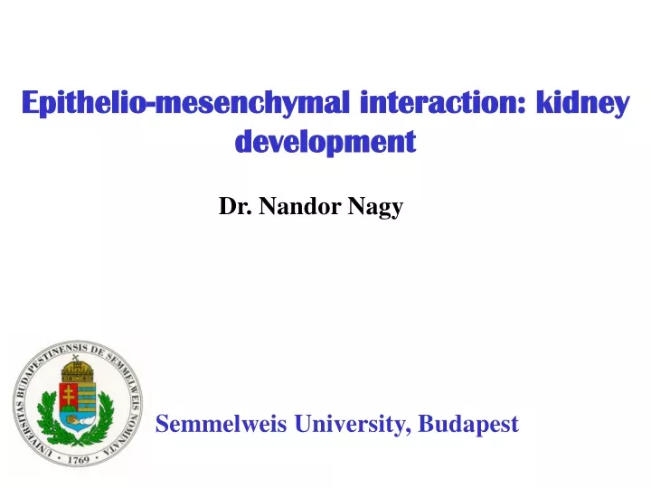 epithelio mesenchymal interaction kidney