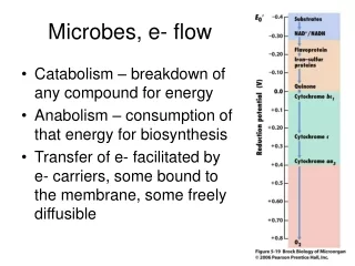 Microbes, e- flow
