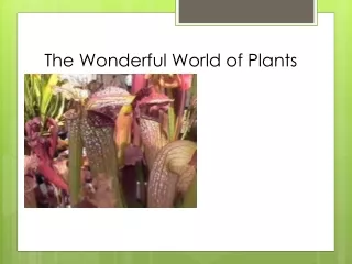The Wonderful World of Plants