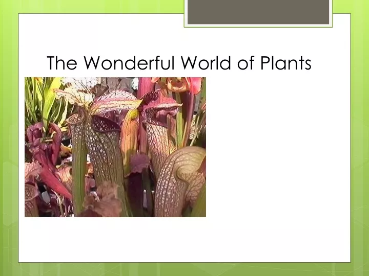 the wonderful world of plants