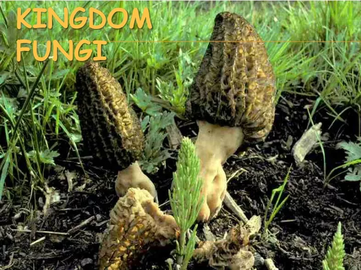 kingdom fungi