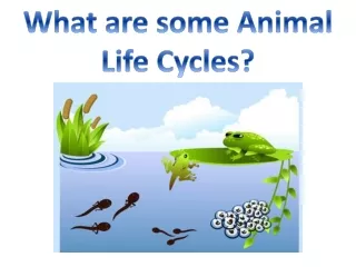 What are some Animal Life Cycles?