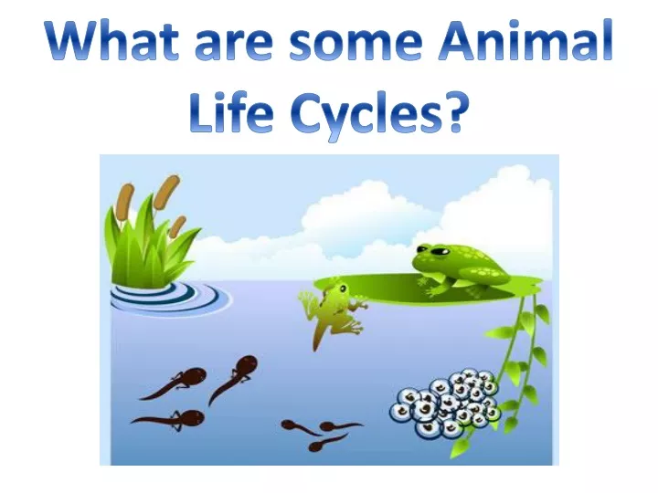 what are some animal life cycles