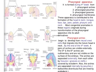Pharyngeal  apparatus It  is formed  during 4 th  week   from  1- pharyngeal arches