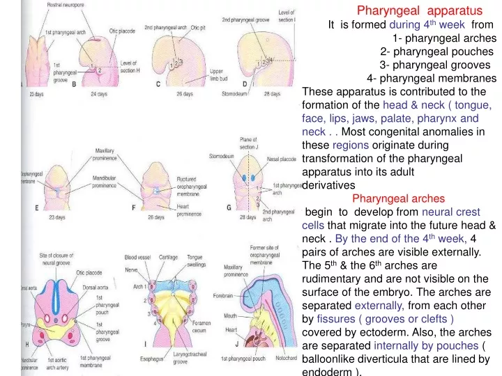 pharyngeal apparatus it is formed during