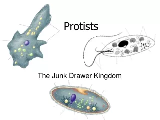 Protists