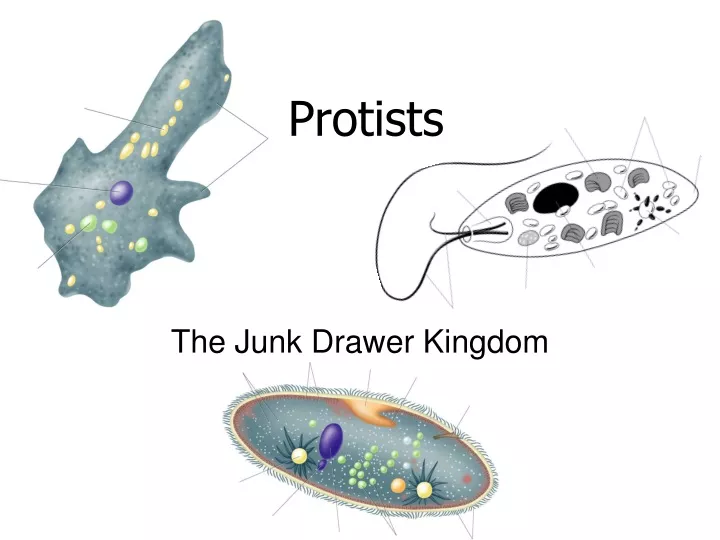 protists