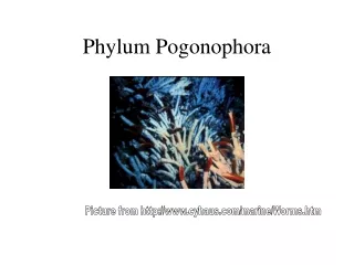 Phylum Pogonophora