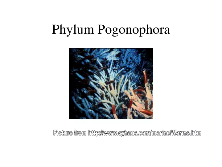 phylum pogonophora